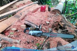 Empat Pelaku Pembalakan Liar Di Riau Diamankan Gakkum LHK